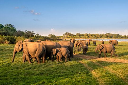 Habarana Elephant Safari