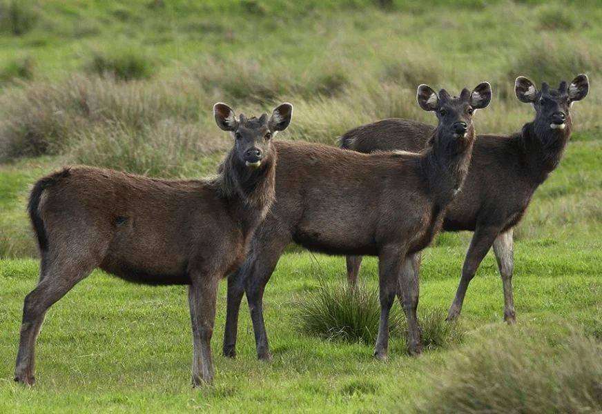 Horton Plains National Park