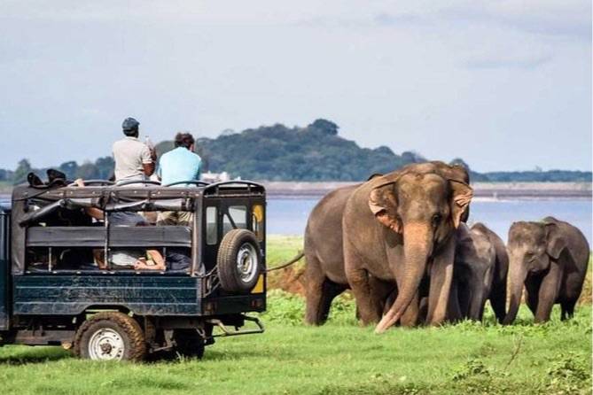 Kaudulla Elephant Safari