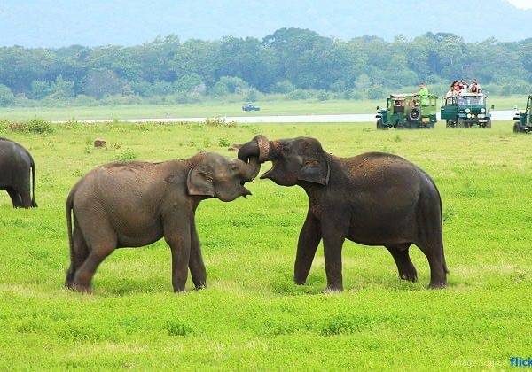 Minneriya Elephant Safari