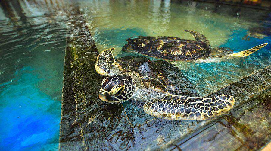 Turtle Hatchery Center